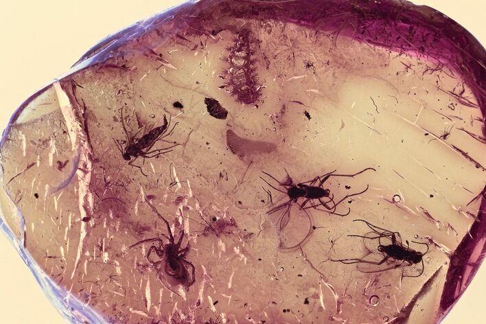 Fossil Soft Millipede, Spider, and Fungus Gnats in Baltic Amber #300716